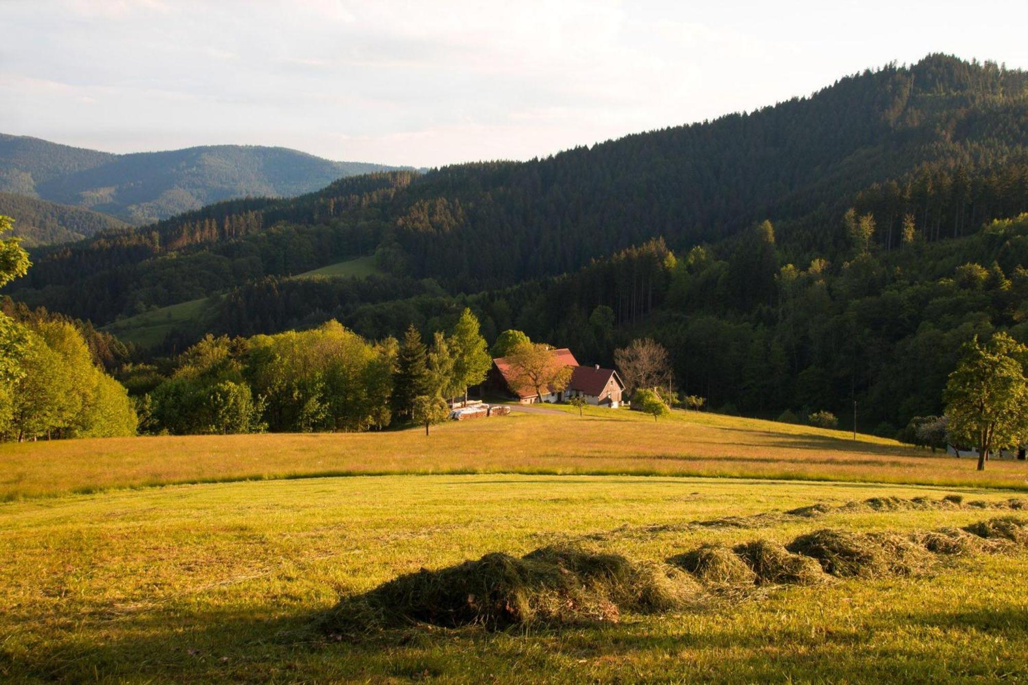 Ferienwohnung Am Kapellenberg - Am Rande Des Nationalparks Schwarzwald Bad Peterstal-Griesbach Ngoại thất bức ảnh